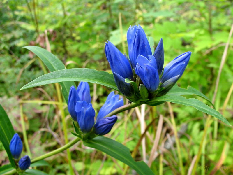 Изображение особи Gentiana triflora.