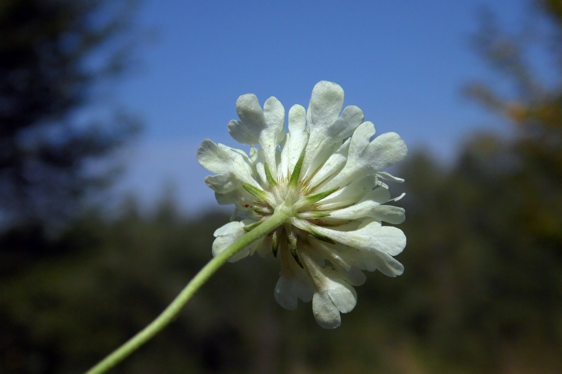 Изображение особи Scabiosa ochroleuca.