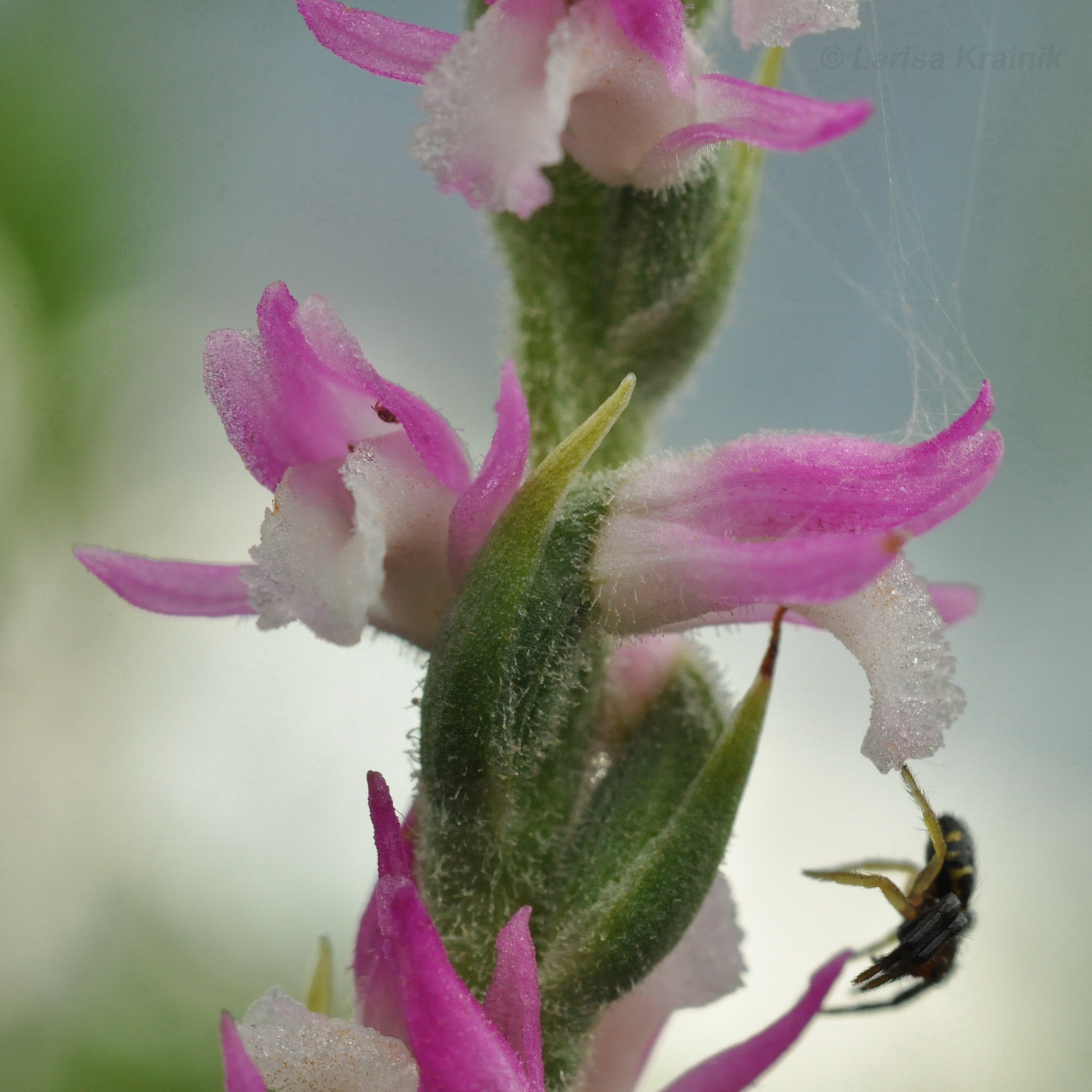 Изображение особи Spiranthes australis.