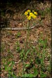 Tephroseris integrifolia