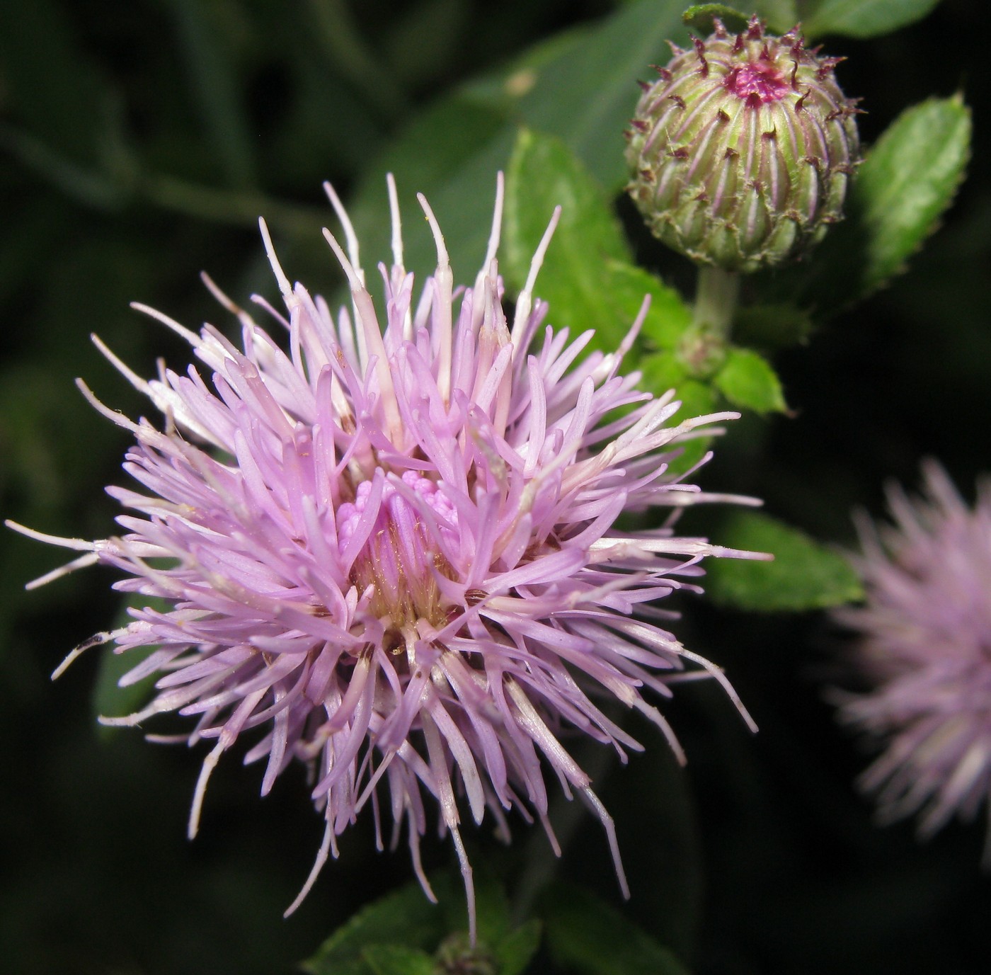 Изображение особи Cirsium setosum.