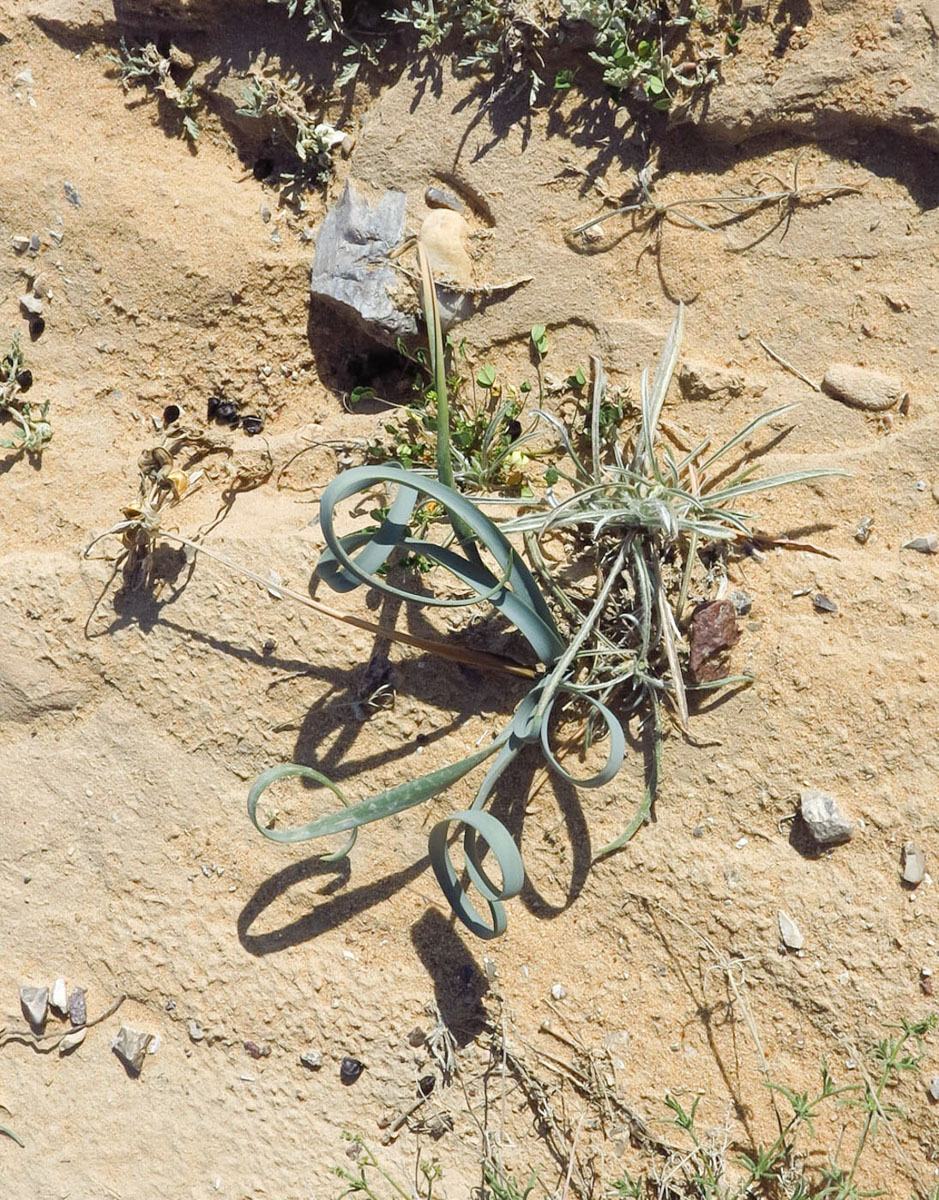 Изображение особи Pancratium sickenbergeri.