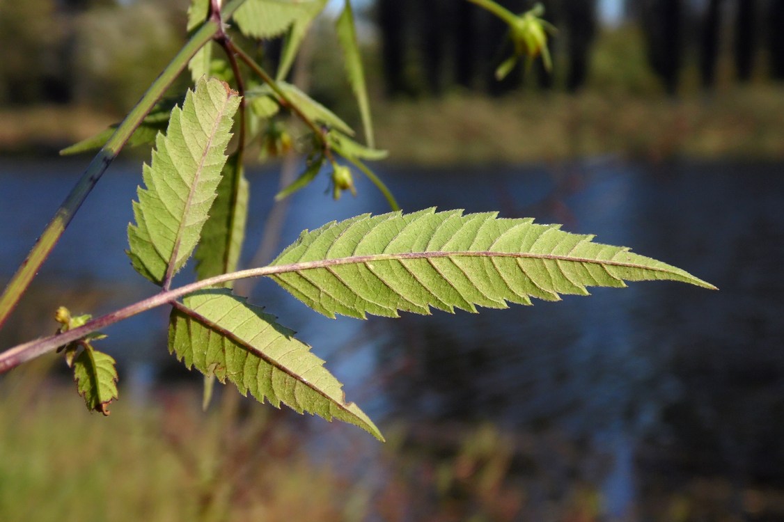 Изображение особи Bidens frondosa.