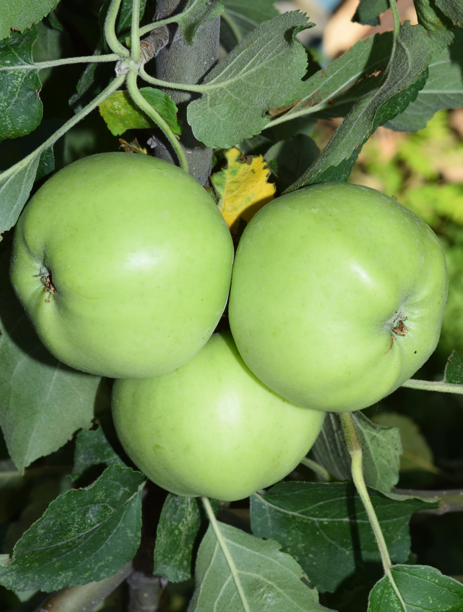 Изображение особи Malus domestica.