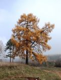 Изображение особи. Автор - Михаил Князев