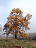 Larix sukaczewii