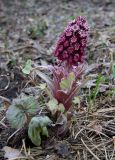 Petasites hybridus