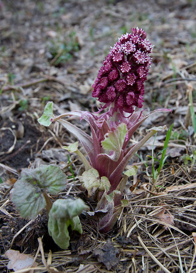 Image of Petasites hybridus specimen.