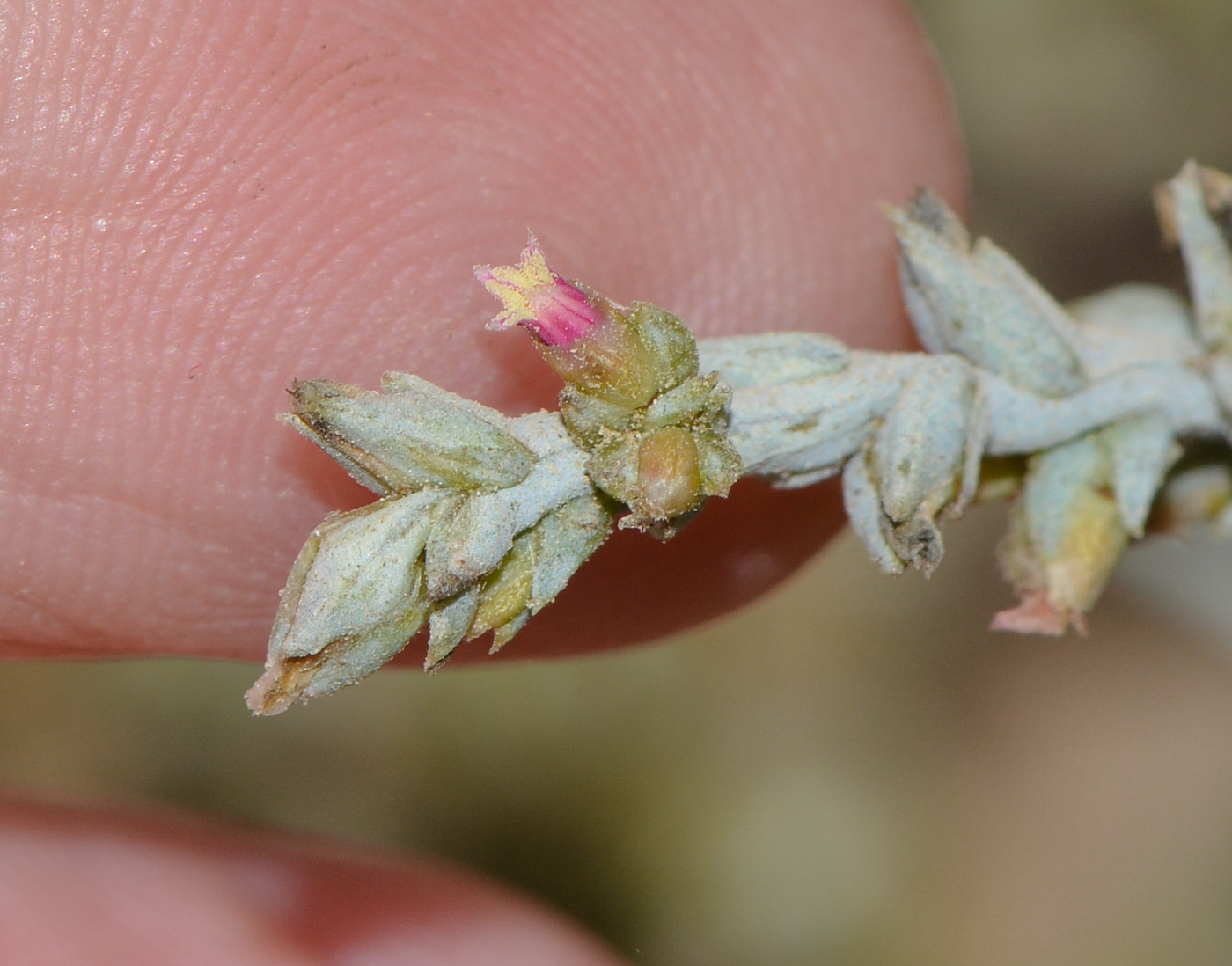 Изображение особи Noaea mucronata.