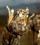 Centaurea salonitana