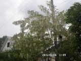 Robinia pseudoacacia. Цветущее растение. Тверская обл., г. Весьегонск, в культуре. 6 июня 2016 г.