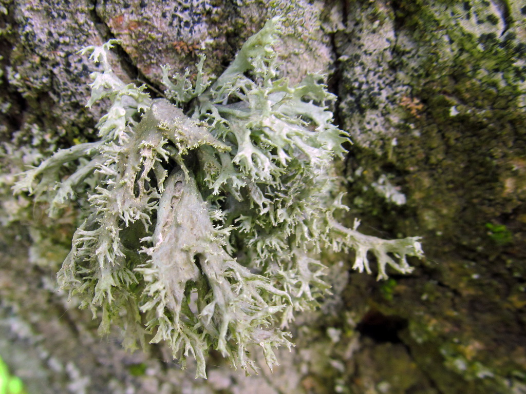 Image of Ramalina pollinaria specimen.