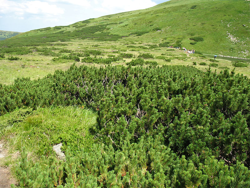 Изображение особи Pinus mugo.