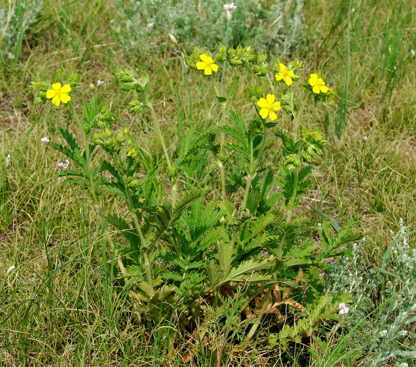 Изображение особи Potentilla tanacetifolia.