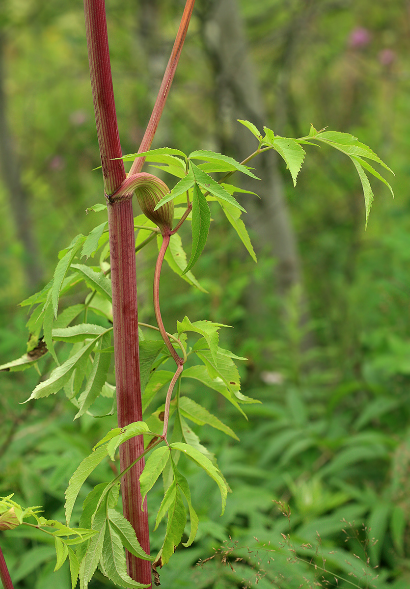 Image of Angelica genuflexa specimen.