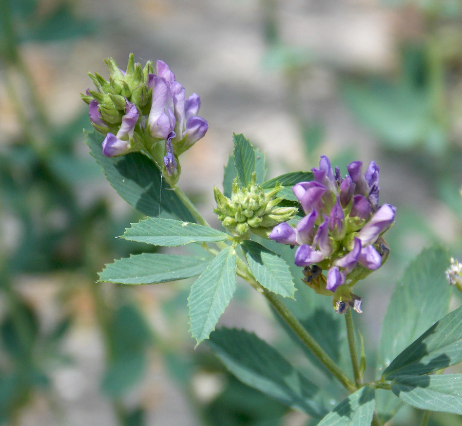 Image of Medicago × varia specimen.