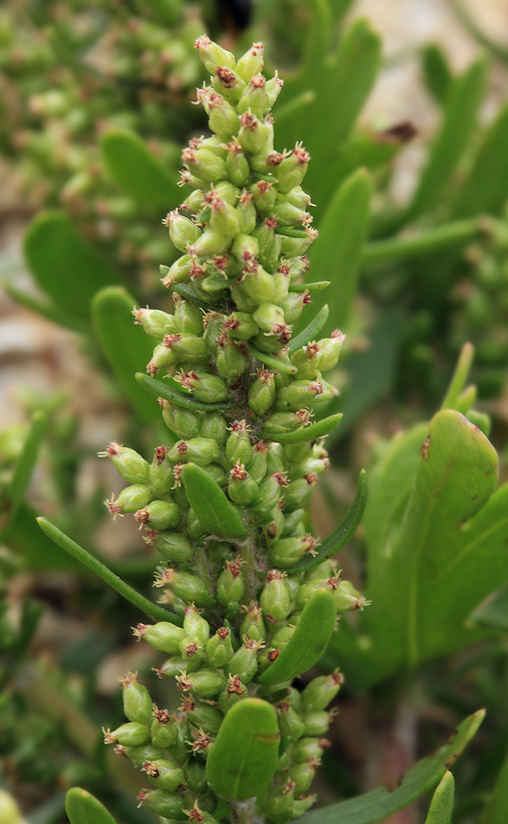Image of Artemisia littoricola specimen.
