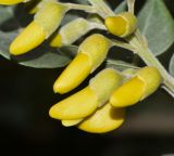 Sophora tomentosa