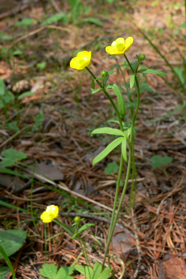 Изображение особи Ranunculus propinquus.