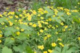 Anemone ranunculoides