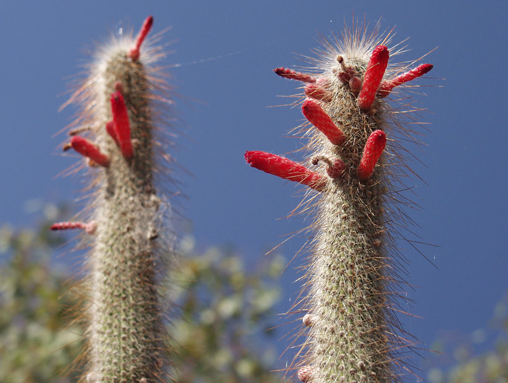 Image of genus Cleistocactus specimen.