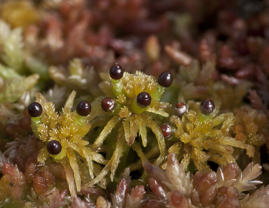 Image of genus Sphagnum specimen.