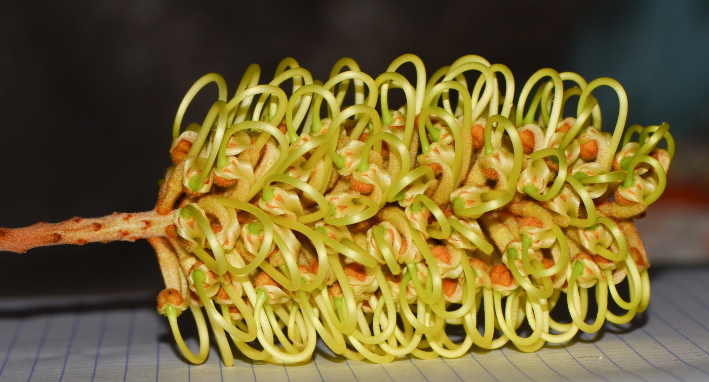 Image of Grevillea hodgei specimen.