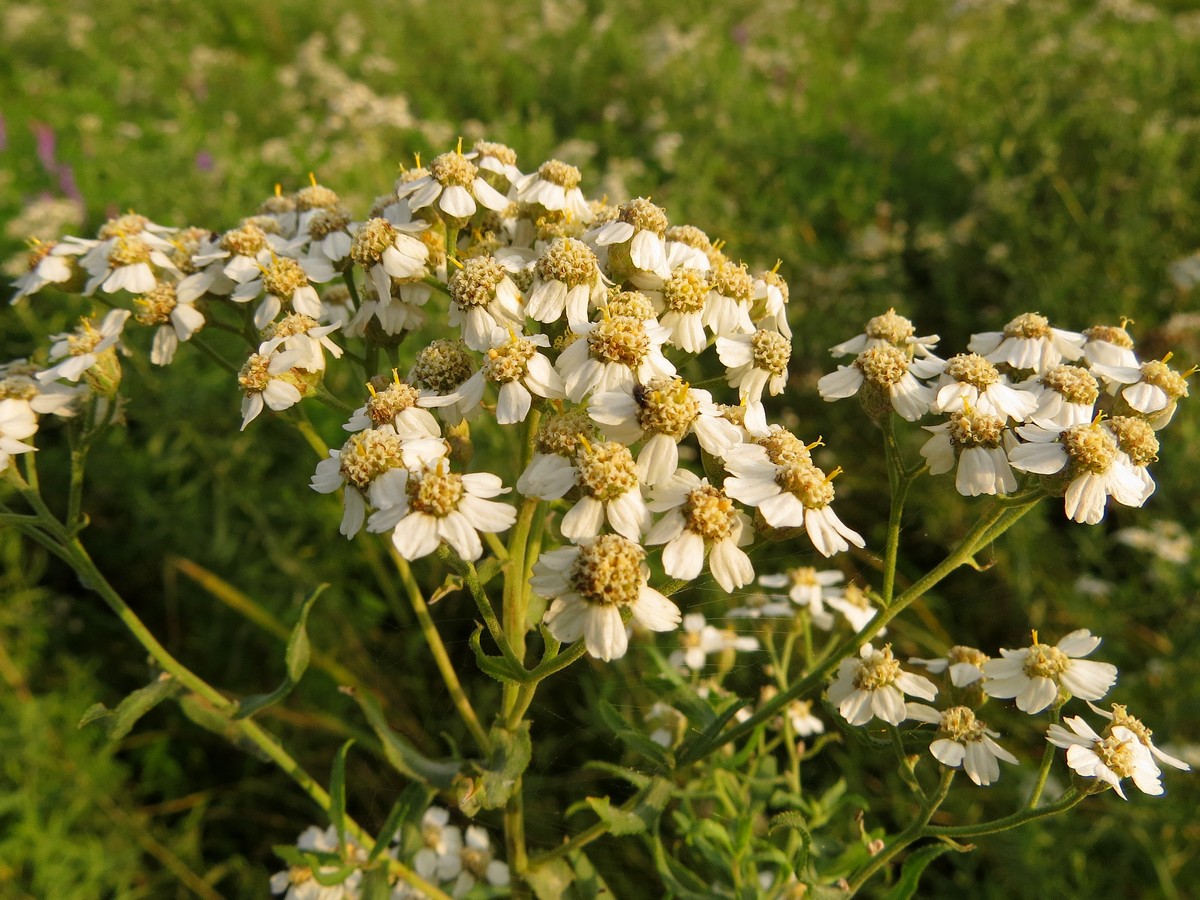 Image of Achillea salicifolia specimen.