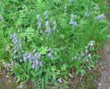 Campanula barbata. Цветущие растения по опушке леса вокруг экспозиции. Мурманская обл., г. Кировск, ПАБСИ, в культуре. 03.08.2012.