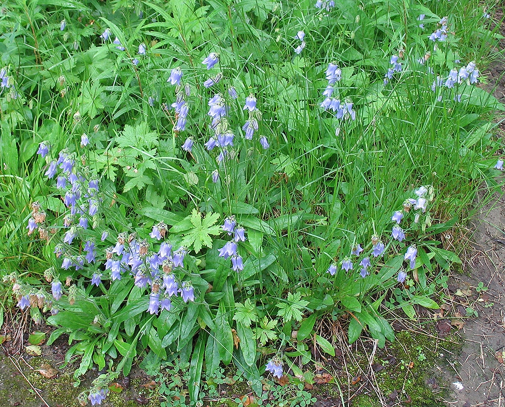 Изображение особи Campanula barbata.