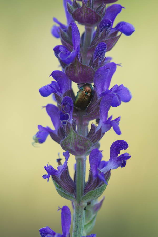 Image of Salvia tesquicola specimen.
