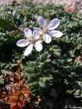 Erodium cicutarium