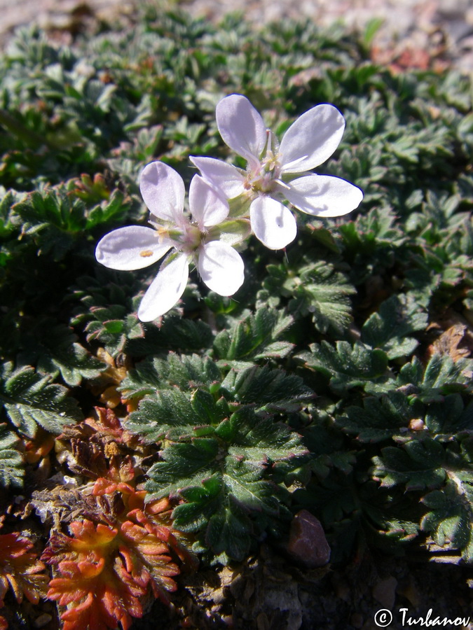 Изображение особи Erodium cicutarium.