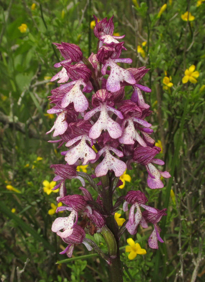 Image of Orchis purpurea ssp. caucasica specimen.