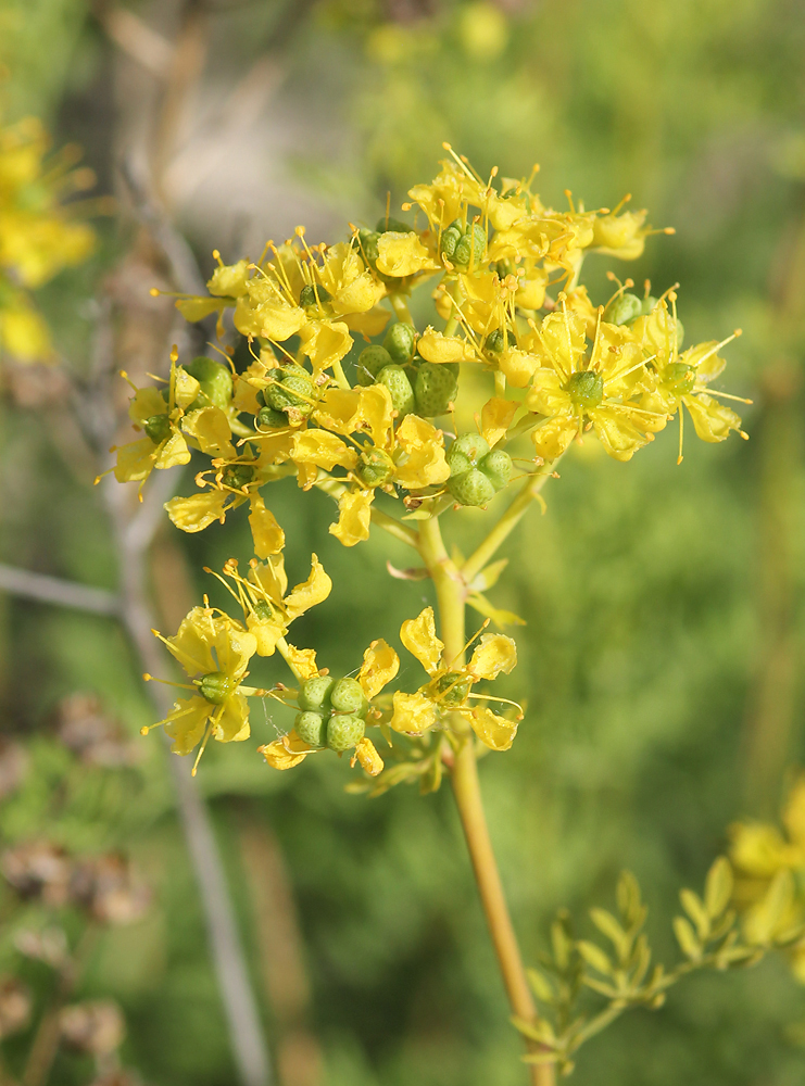 Image of Ruta divaricata specimen.