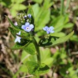 Brunnera macrophylla