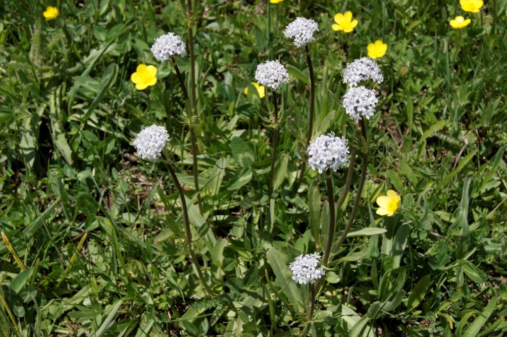 Image of Valeriana alpestris specimen.