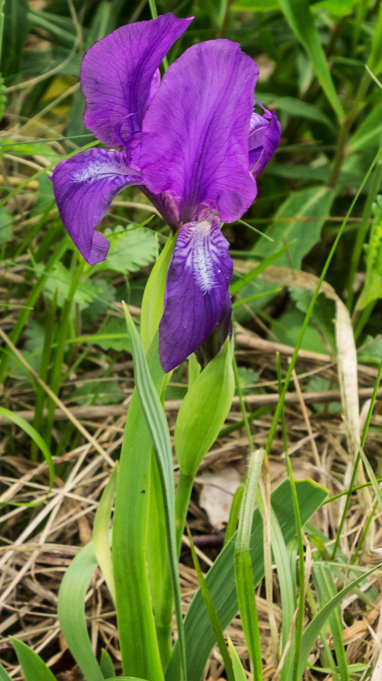 Image of Iris aphylla specimen.