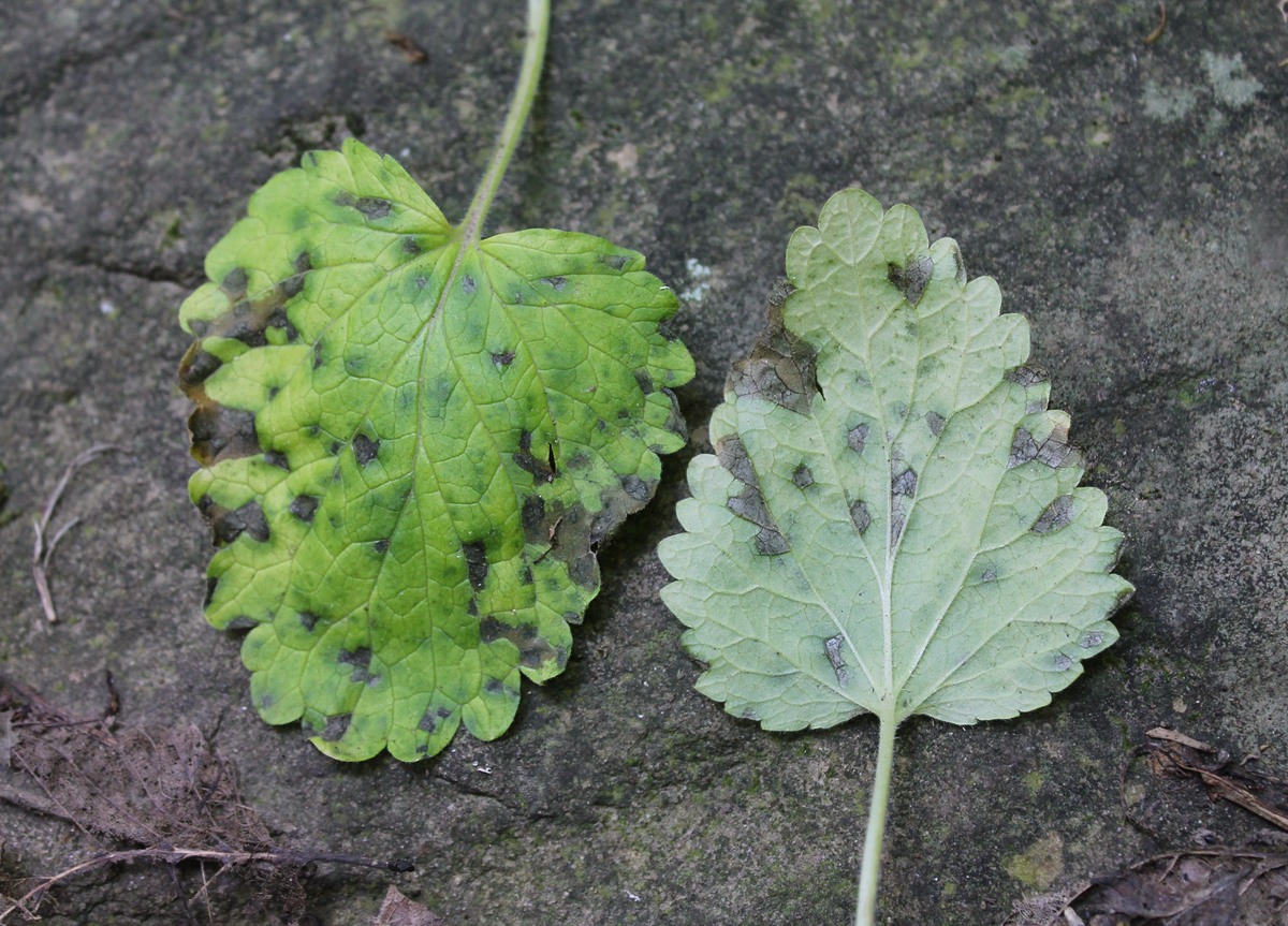 Image of Scutellaria altissima specimen.