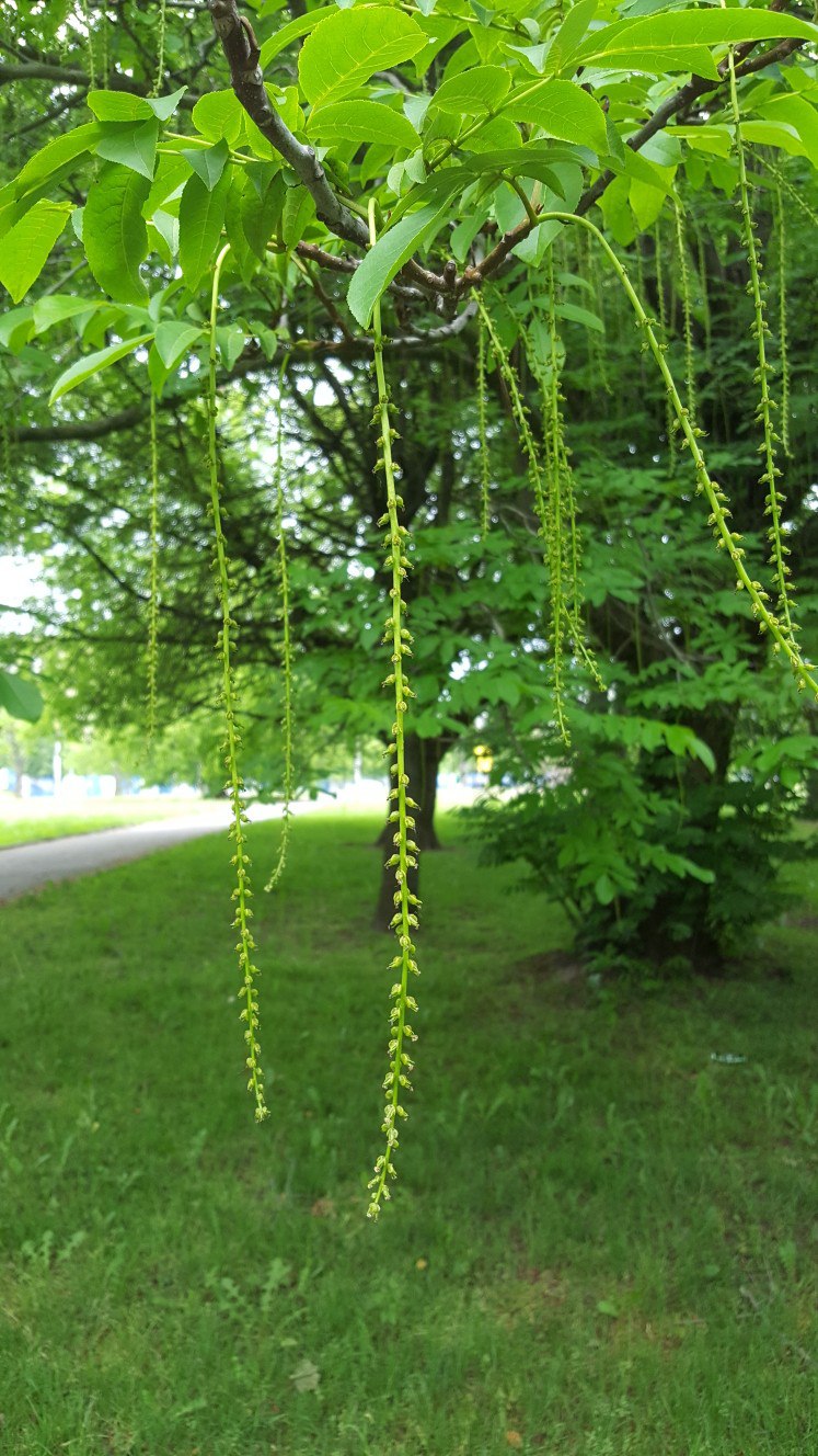 Изображение особи Pterocarya fraxinifolia.