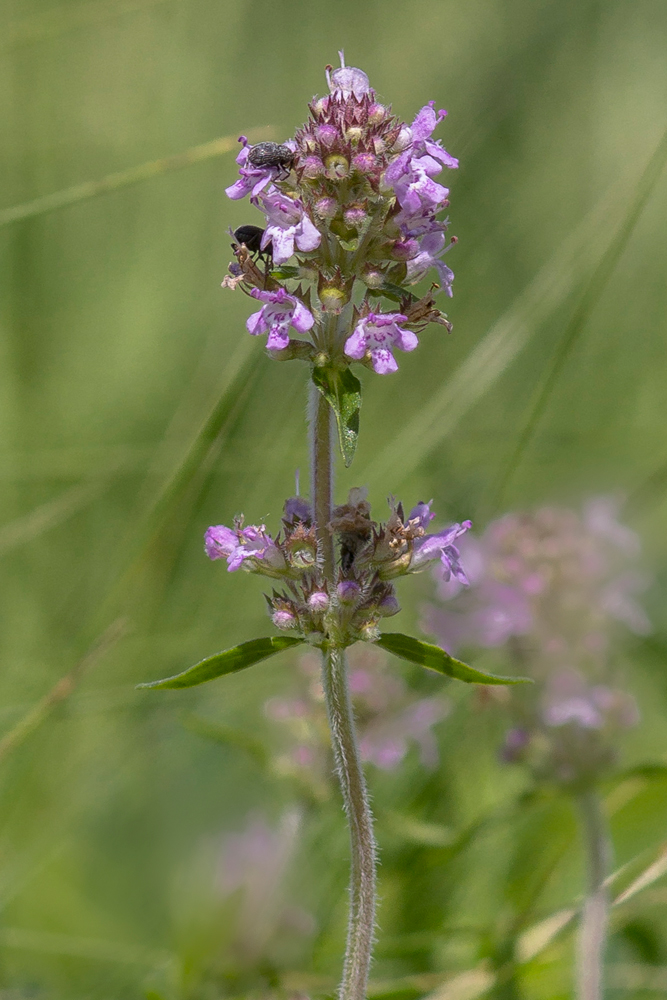 Image of Thymus marschallianus specimen.