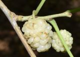 Image of taxon representative. Author is Тулкин Тиллаев