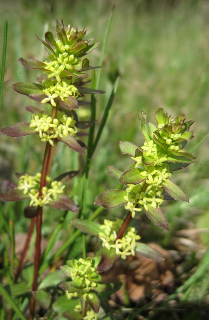 Изображение особи Cruciata glabra.