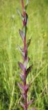 Hylotelephium triphyllum