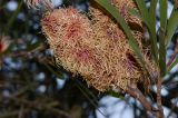 Hakea multilineata