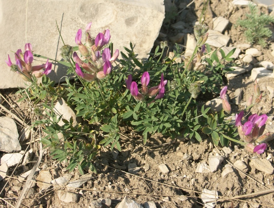 Image of Astragalus medius specimen.