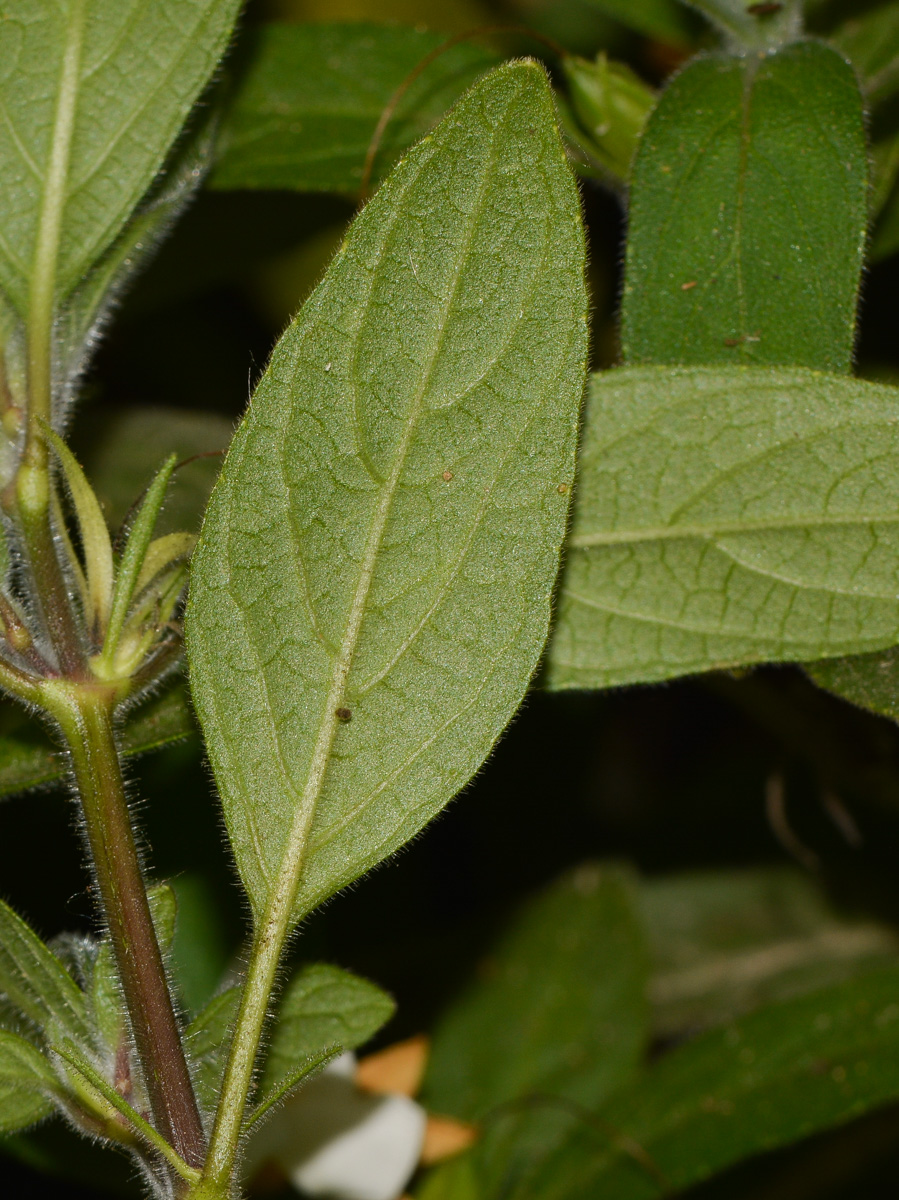 Image of Ruellia prostrata specimen.