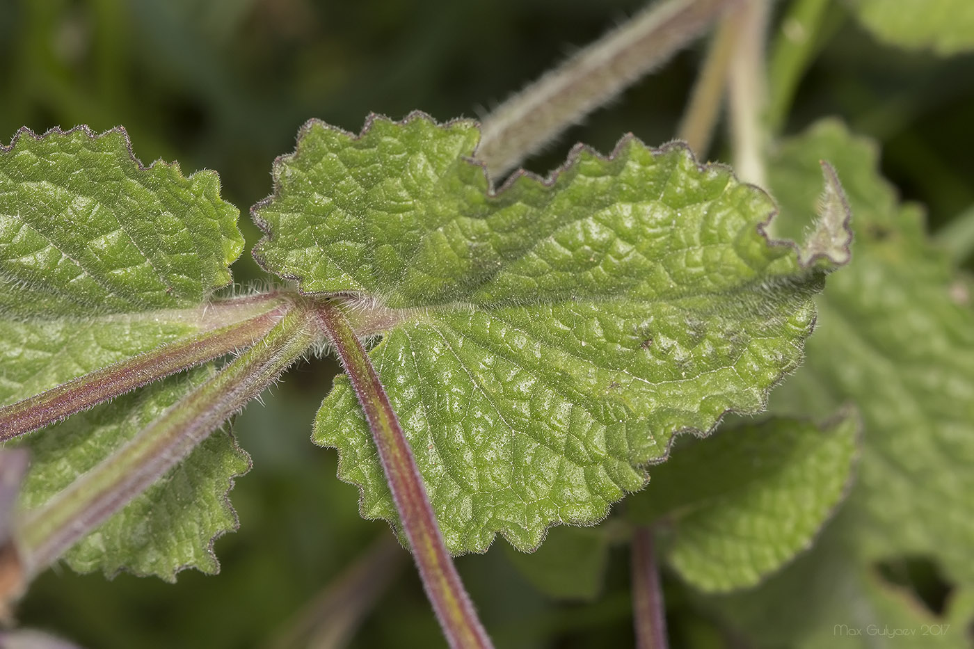 Изображение особи Salvia verticillata.