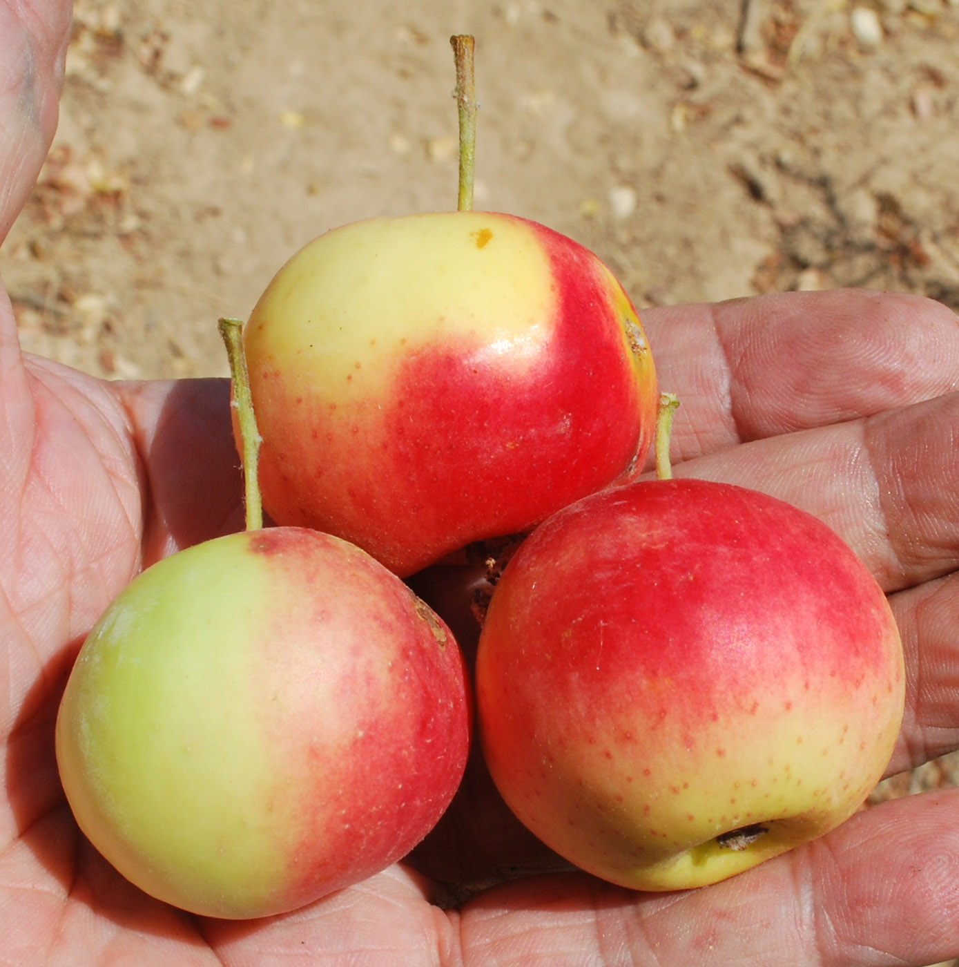 Изображение особи Malus sieversii.