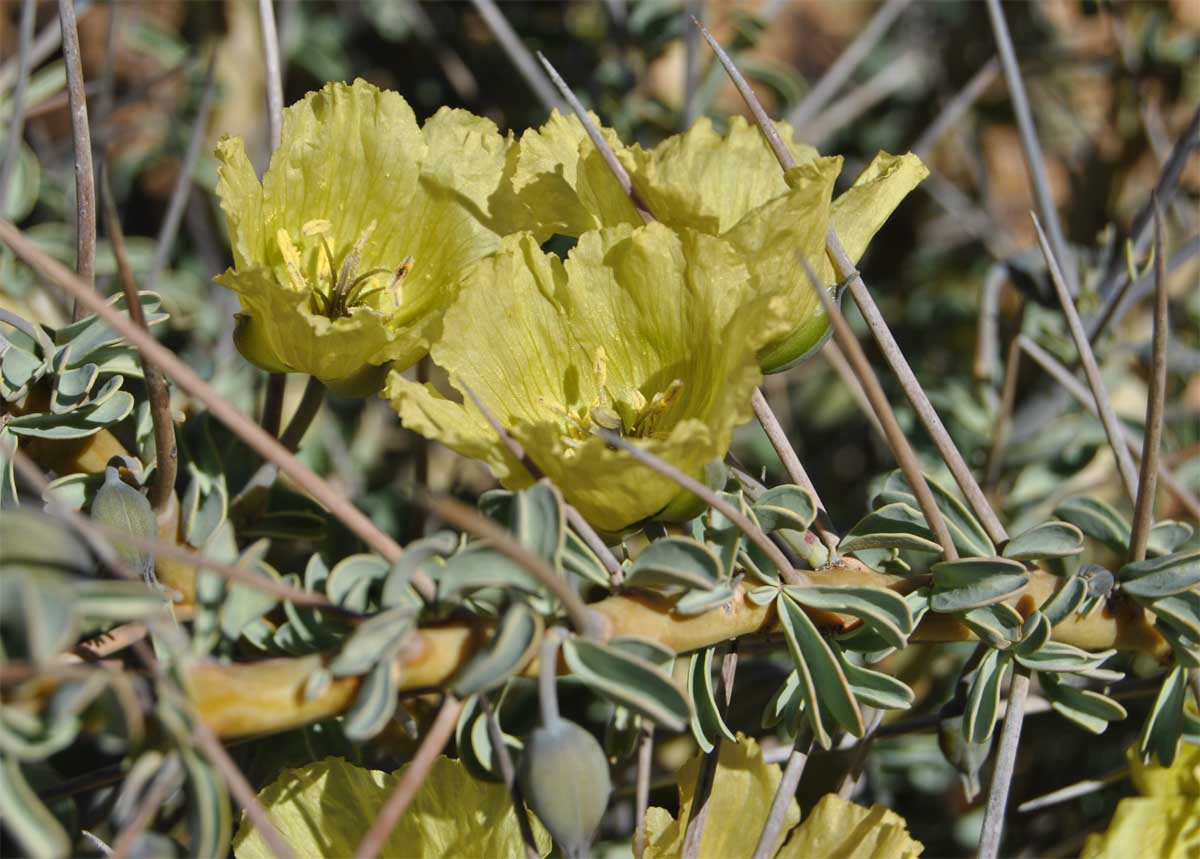 Image of Sarcocaulon lheritieri specimen.